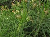 Plantago arborescens. Верхушка цветущего побега. Испания, Канарские о-ва, Тенерифе, горный массив Анага, окр. пос. Taganana, термофильное кустарниковое сообщество. 8 марта 2008 г.