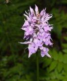 Dactylorhiza fuchsii. Соцветие. Мурманская обл., ЗАТО г. Североморск, окр. пос. Росляково, придорожные ивовые заросли. 18.07.2010.