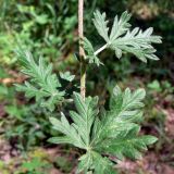 Potentilla argentea