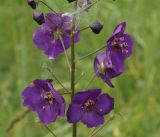 Verbascum phoeniceum