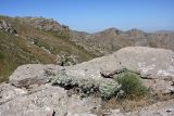 Artemisia rutifolia. Плодоносящее растение. Южный Казахстан, горы Алатау (Даубаба), северный гребень вершины 1734, высота ~1500 м н.у.м. 16.07.2014.