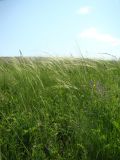 Stipa sareptana. Плодоносящие растения на открытом склоне. Республика Мордовия, Ромодановский р-н, окр. с. Пушкино. 11 июня 2009 г.