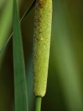 Typha intermedia. Низ женской части соцветия. Санкт-Петербург, Пискарёвский парк. 05.07.2009.