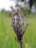 Daucus carota. Сухое прошлогоднее соплодие. Украина, Житомирская обл., г. Новоград-Волынский, Пустырь на территории бывшей в/ч. 31.05.2016.