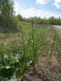 Carex acutiformis