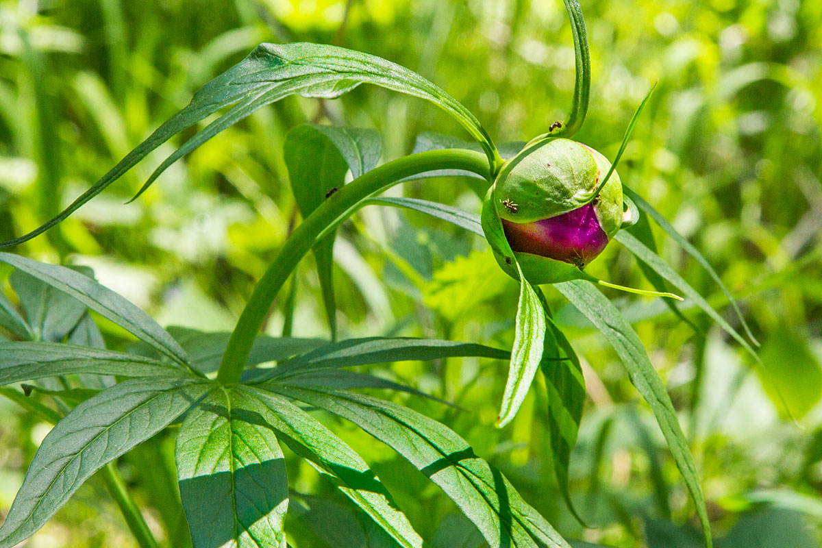 Изображение особи Paeonia anomala.