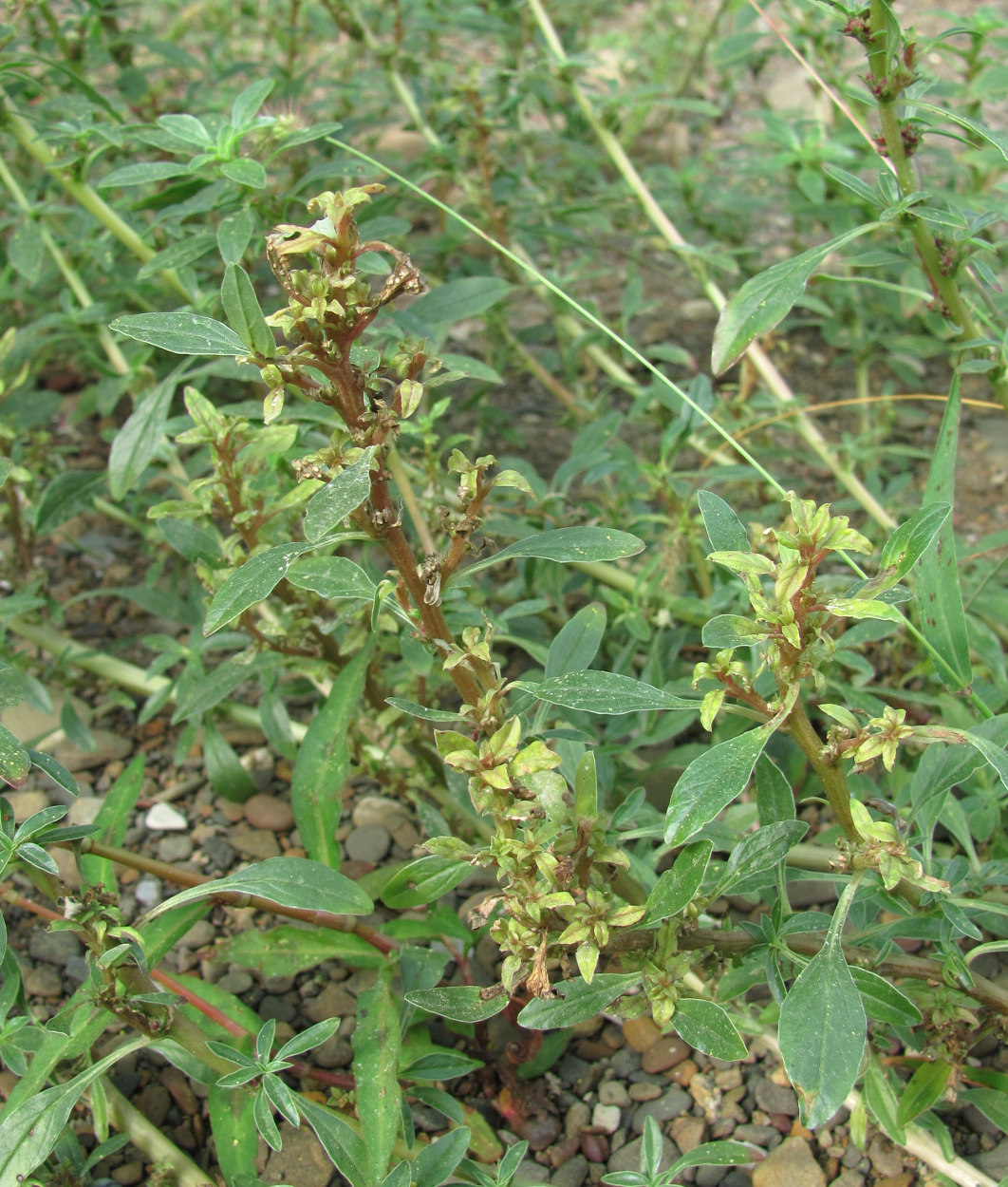 Изображение особи Amaranthus blitoides.