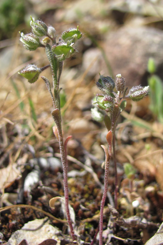 Изображение особи Alyssum smyrnaeum.