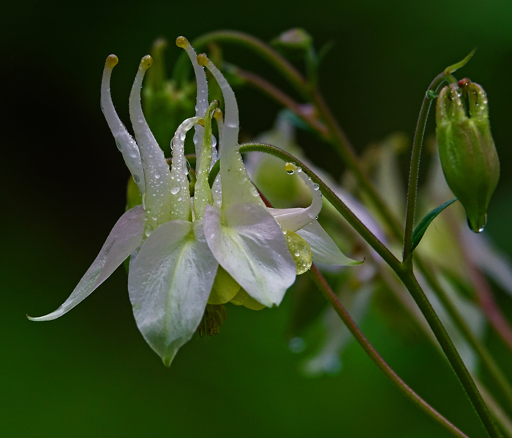 Изображение особи Aquilegia vulgaris.