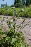 Arctium tomentosum