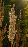 Calamagrostis epigeios