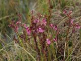 Pedicularis adunca. Цветущее растение. Магаданская обл., Ольский р-н, окр. оз. Глухое, осоковое болото. 01.08.2017.