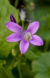 род Campanula. Цветок и часть бутона. Пермь, Свердловский р-н, на заросшей клумбе. 29 сентября 2017 г.