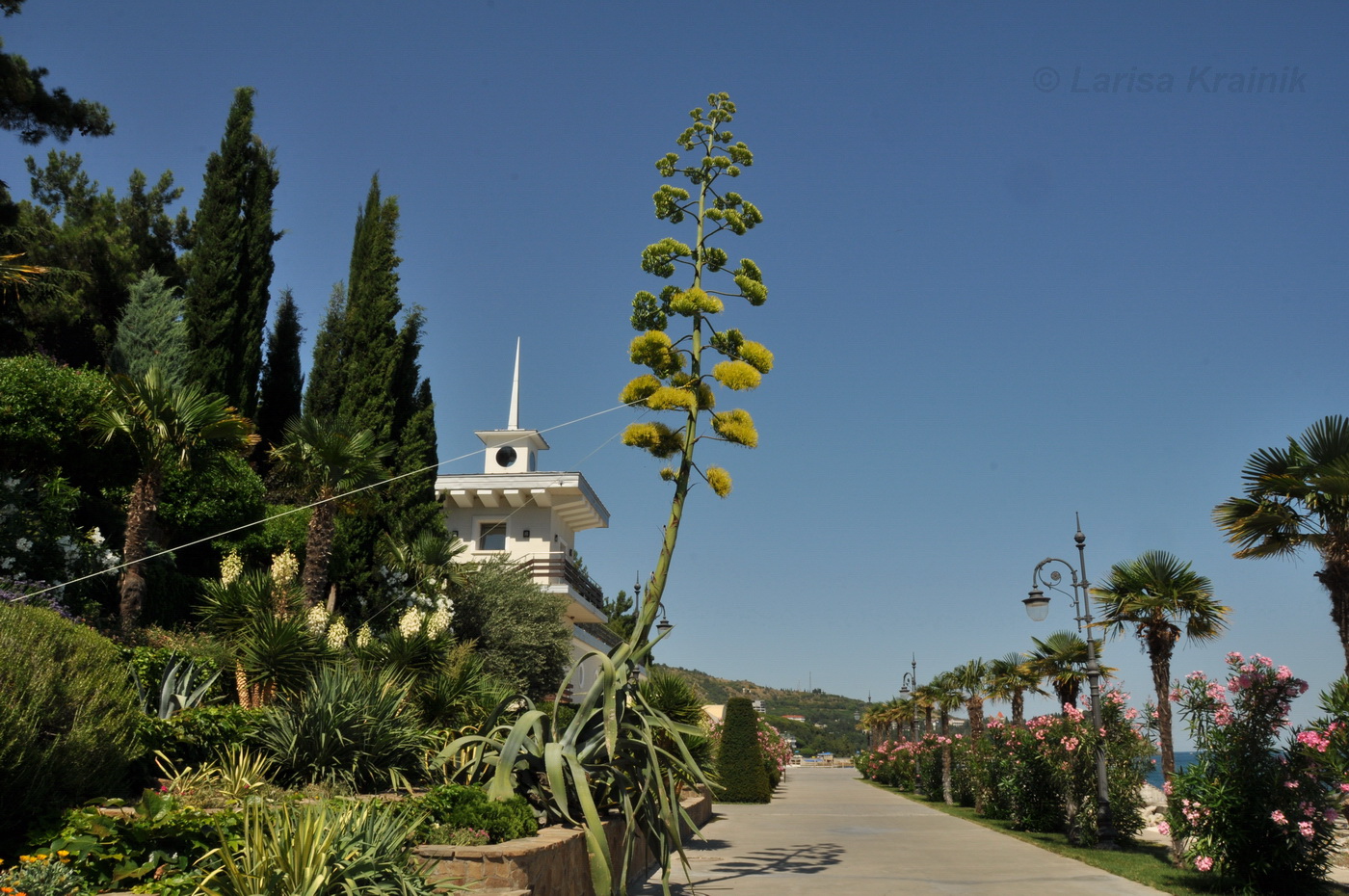 Изображение особи Agave americana.