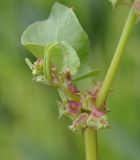 Rumex spinosus