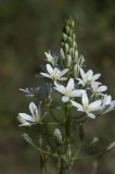 Ornithogalum ponticum. Соцветие с цветками и бутонами. Горный Крым, гора Северная Демерджи. 21.06.2009.