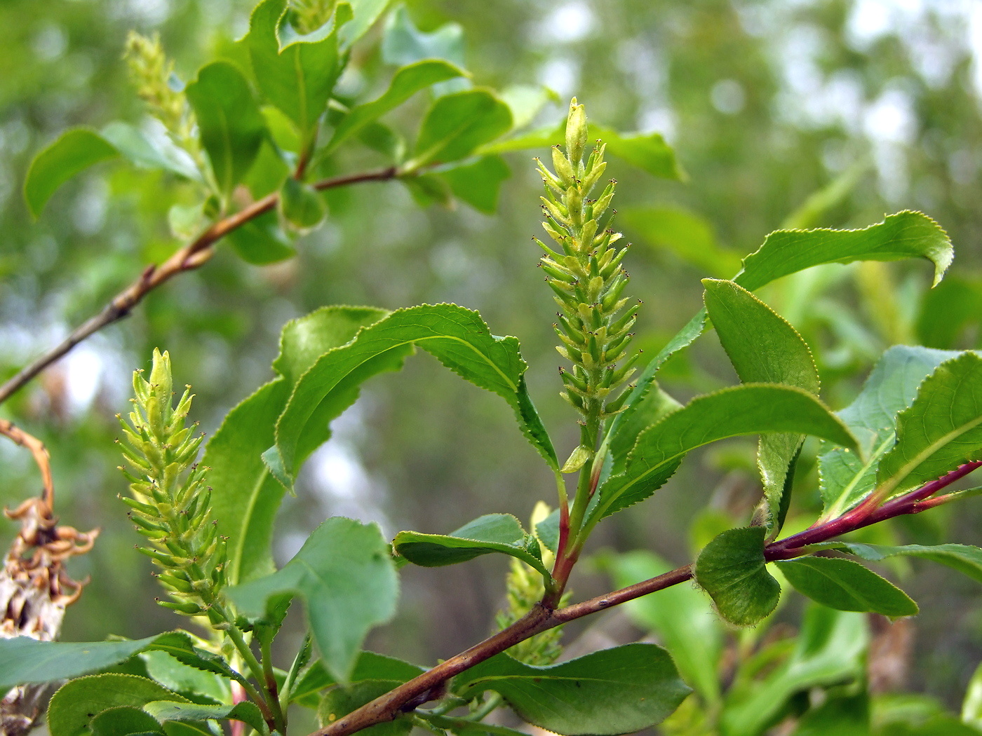 Image of Salix pseudopentandra specimen.