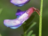 Vicia japonica. Цветок. Приморский край, Кавалеровский р-н, окр. пгт Кавалерово, памятник природы \"Скала Дерсу-Узала\", на юго-западном щебнистом склоне под скалами у вершины. 19.06.2018.