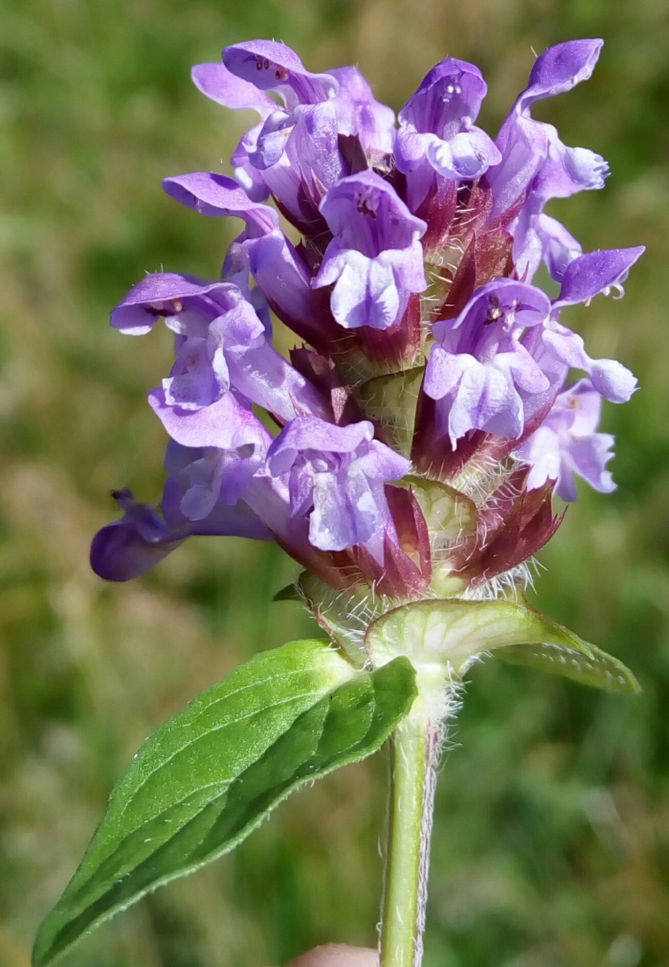 Image of Prunella vulgaris specimen.