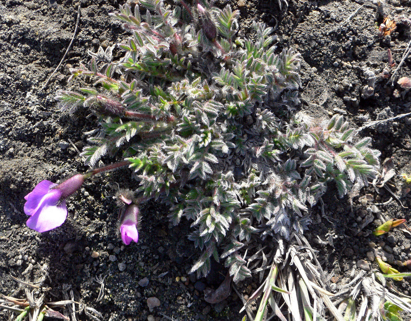 Изображение особи Oxytropis nigrescens.