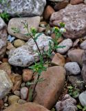 Senecio vulgaris. Цветущее и плодоносящее растение. Новгородская обл., берег оз. Ильмень, геологический памятник \"Ильменский глинт\", каменистый берег озера. 04.11.2018.