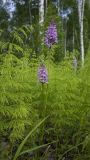 Dactylorhiza fuchsii