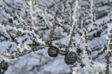 Larix sibirica