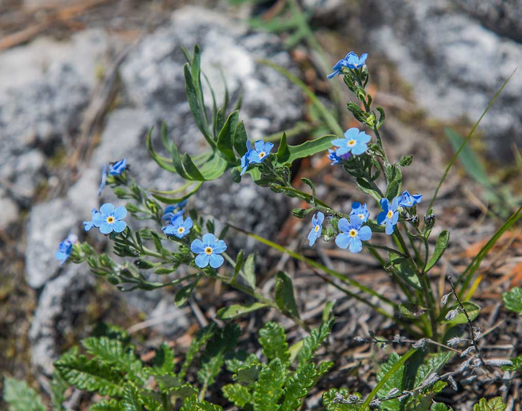 Изображение особи Amblynotus rupestris.