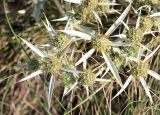 Eryngium campestre. Верхушка цветущего растения. Волгоградская обл., Светлоярский р-н, окр. села Червлёное, степь. 08.08.2018.