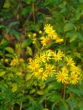 Senecio jacobaea