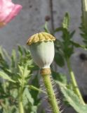 Papaver rhoeas. Верхушка побега с незрелым плодом. Украина, г. Запорожье, пос. Солнечный, Институт масличных культур, возле забора интродукционно-карантинного питомника. 11.06.2020.