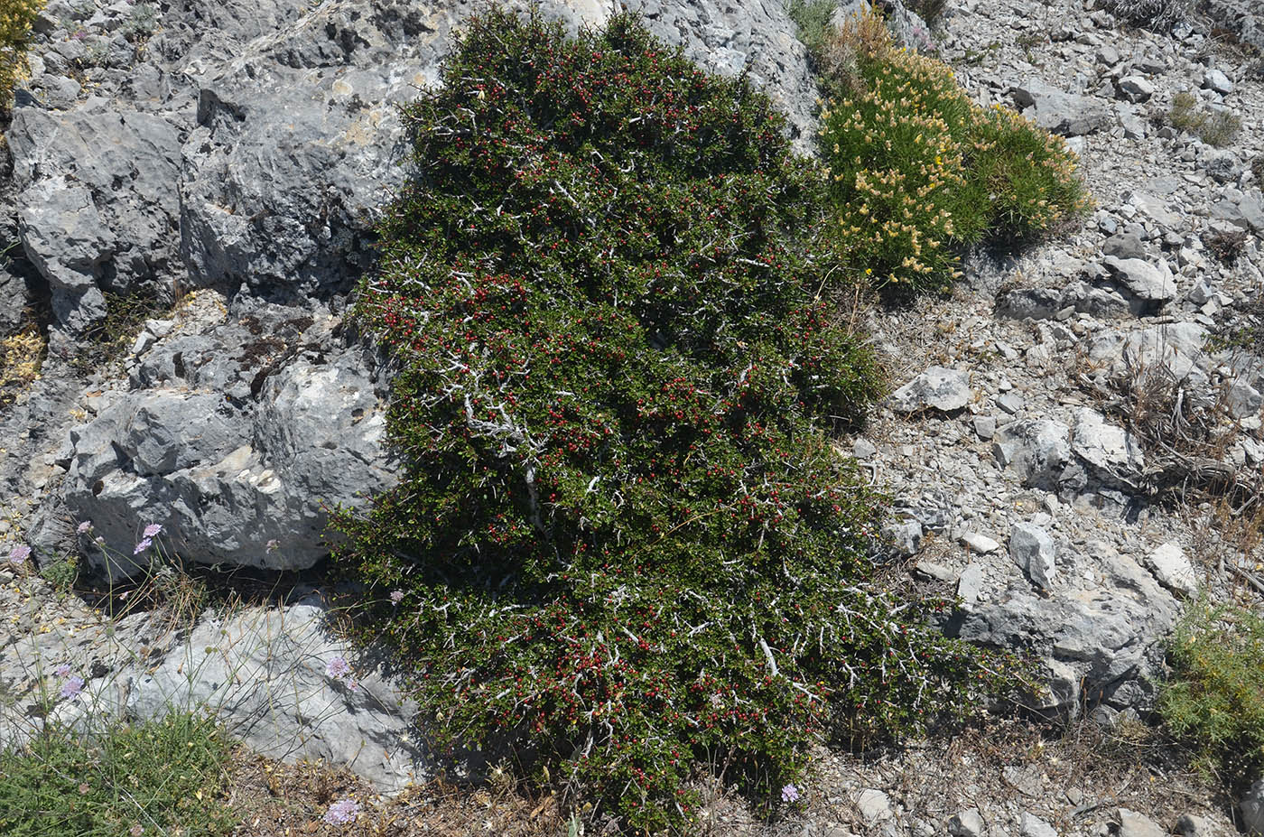 Изображение особи Rhamnus myrtifolia.