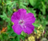 Geranium sanguineum. Цветок. Украина, Волынская обл., Ратновский р-н, северо-восточные окрестности с. Комарово, дюна. 26 июля 2010 г.