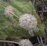 Trifolium fragiferum. Соплодие. Татарстан, Агрызский р-н, с. Красный Бор, разнотравный луг вдоль берега Нижнекамского водохранилища. 10.10.2021.