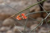 Capparis decidua. Верхушка побега с соцветием. Израиль, заповедник \"Нахаль Давид\", впадина Мёртвого моря. 16.10.2021.