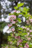 Weigela florida