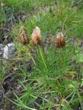 Trifolium polyphyllum. Плодоносящее растение. Северная Осетия, Алагирский р-н, гора Дашсар, ок. 2600 м н.у.м., каменистый склон. 07.08.2021.