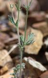 Potentilla sericea. Часть веточки. Алтай, Кош-Агачский р-н, 5 км ЮВ с. Чаган-Узун, долина р. Тыдтуярык, каменистая осыпь. 21 июня 2022 г.