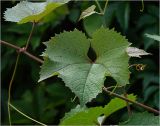 Vitis vinifera