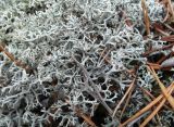 Cladonia arbuscula