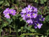 Primula algida