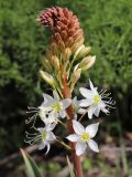 Eremurus lactiflorus