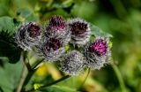 Arctium tomentosum