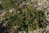 Loiseleuria procumbens. Плодоносящее растение в лишайниково-кустарничковой тундре. Мурманск, Горелая сопка. 19.08.2008.