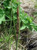 Carex aquatilis