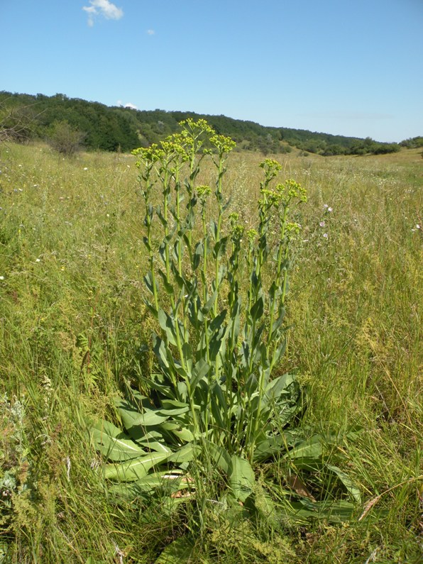 Изображение особи Senecio schwetzowii.