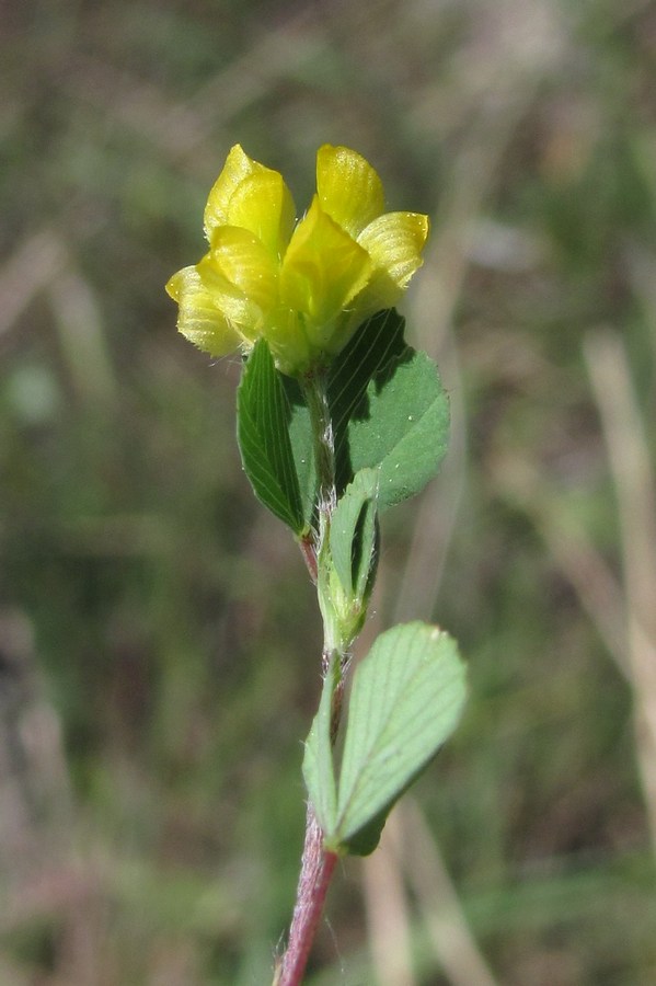 Image of Trifolium dubium specimen.