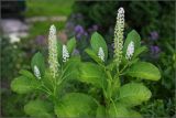 Phytolacca acinosa