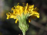 Hieracium auratum