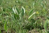 Plantago maxima. Растения с молодыми листьями в сазовой степи. Краснодарский край, Щербиновский р-н, урочище Лиман Большой. 02.05.2013.